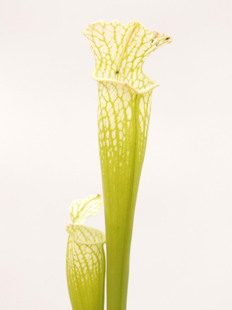 Sarracenia leucophylla  L10 PW
