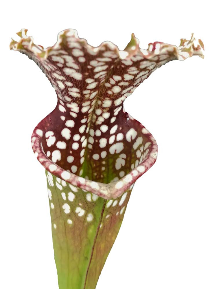 Sarracenia leucophylla " Pattern "