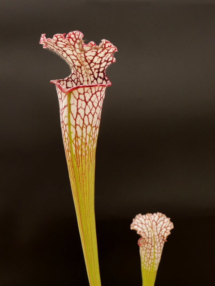Sarracenia leucophylla  "finestre grandi"  A.Amici