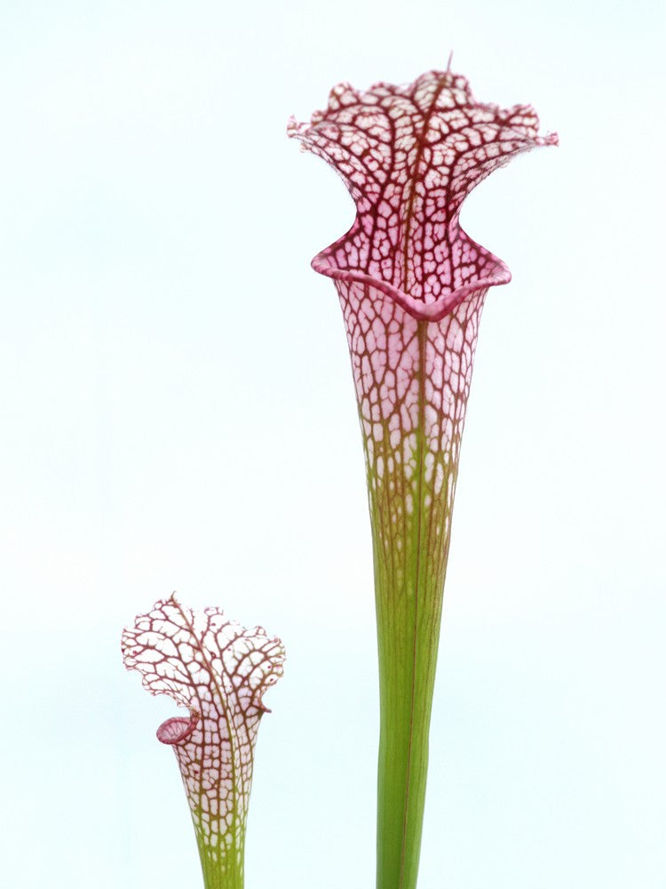 Sarracenia leucophylla  red tube, pink lid  L37 MK