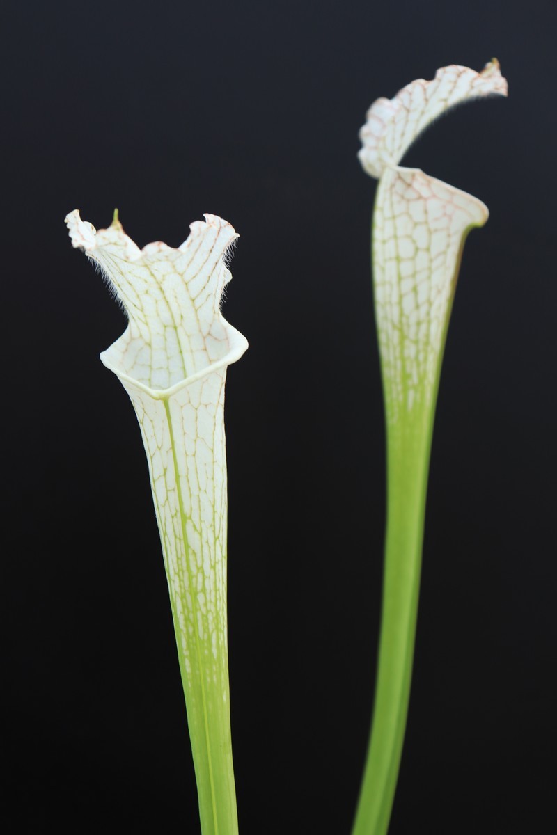 Sarracenia leucophylla var. alba  L09 MK