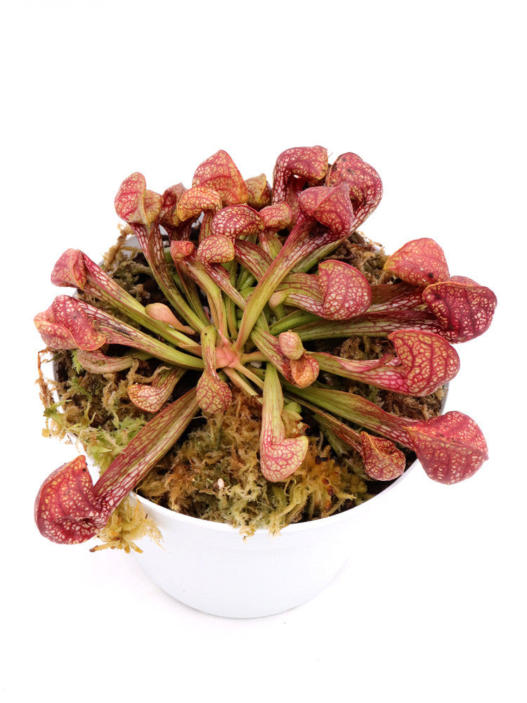 Sarracenia psittacina