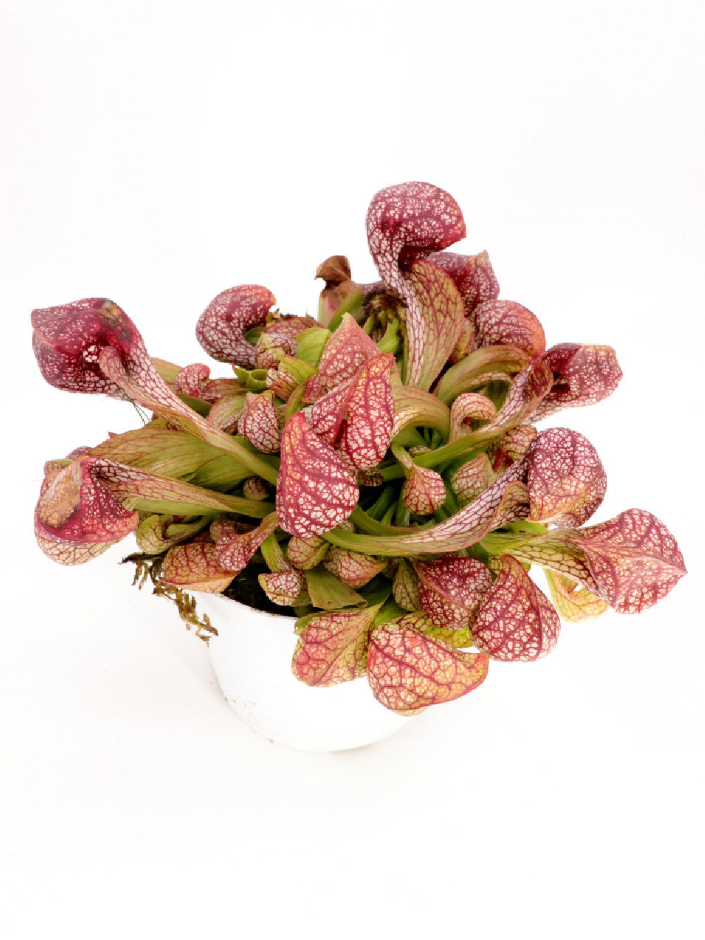 Sarracenia psittacina "Giant" Santa Rosa Co.  GC Selection 2