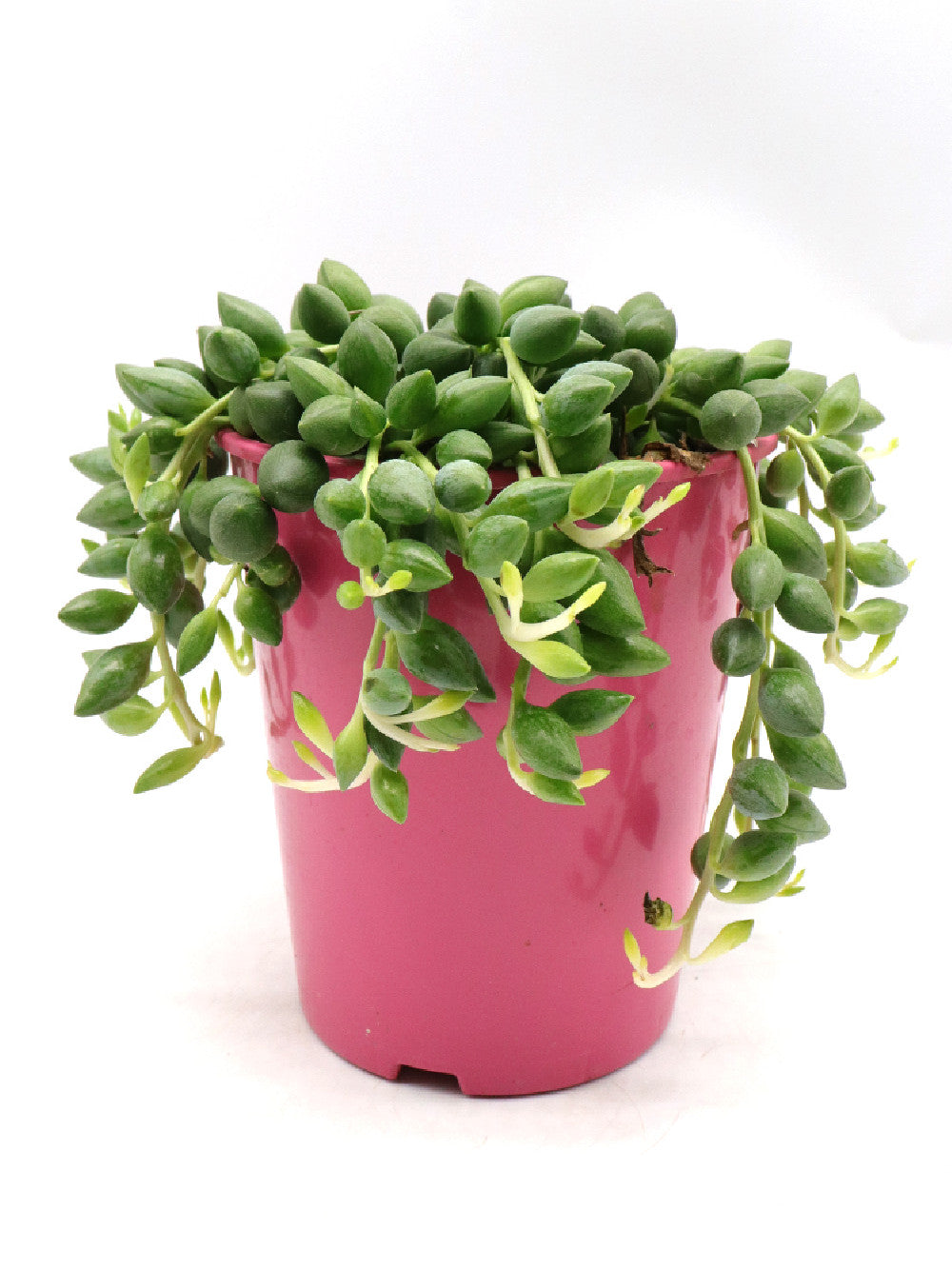 Senecio herrianus