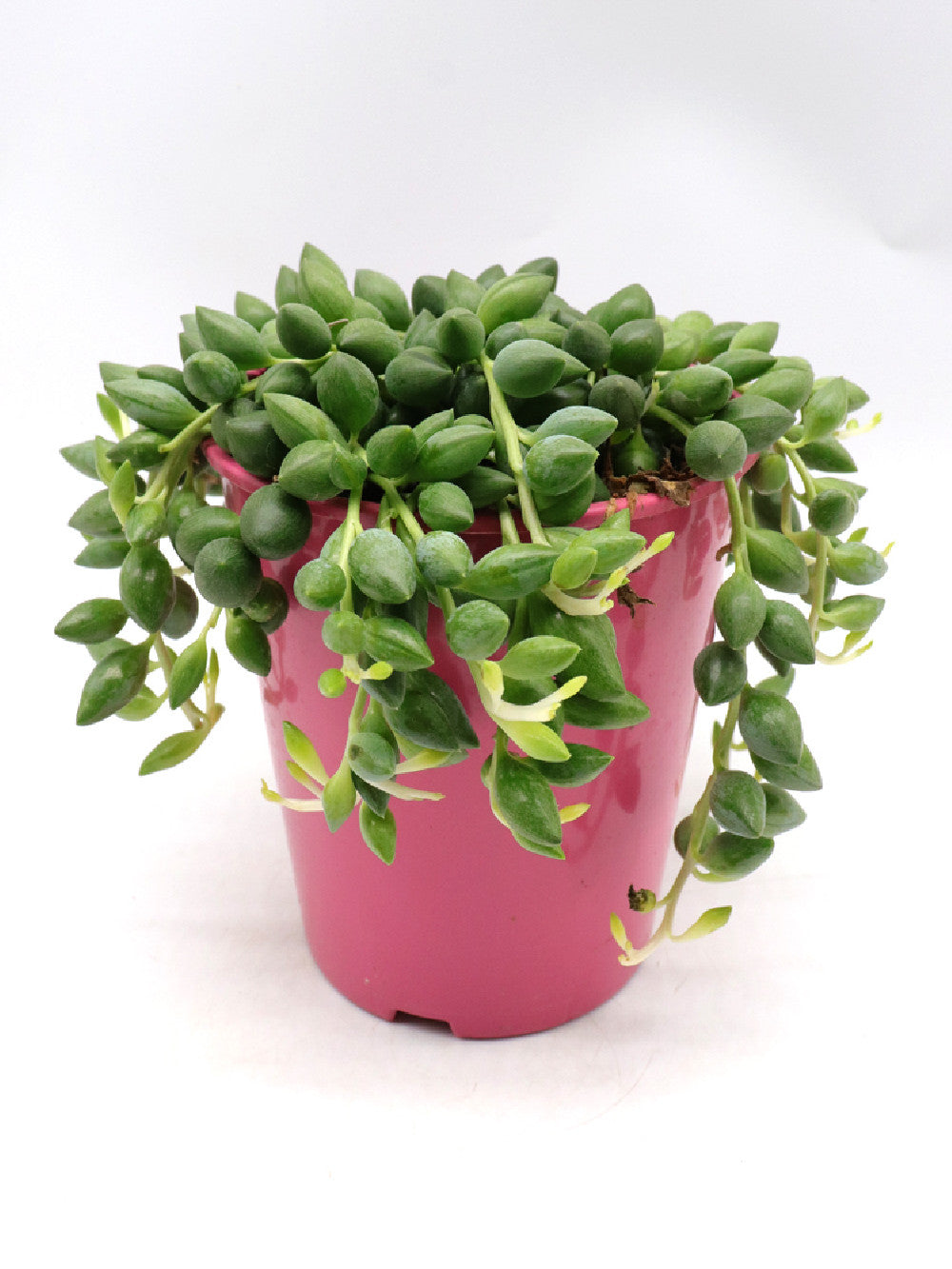 Senecio herrianus