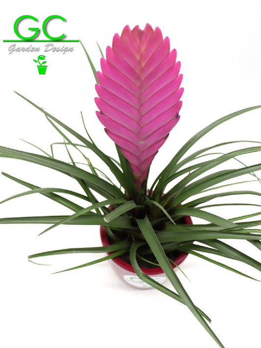 Tillandsia cyanea 'Anita'