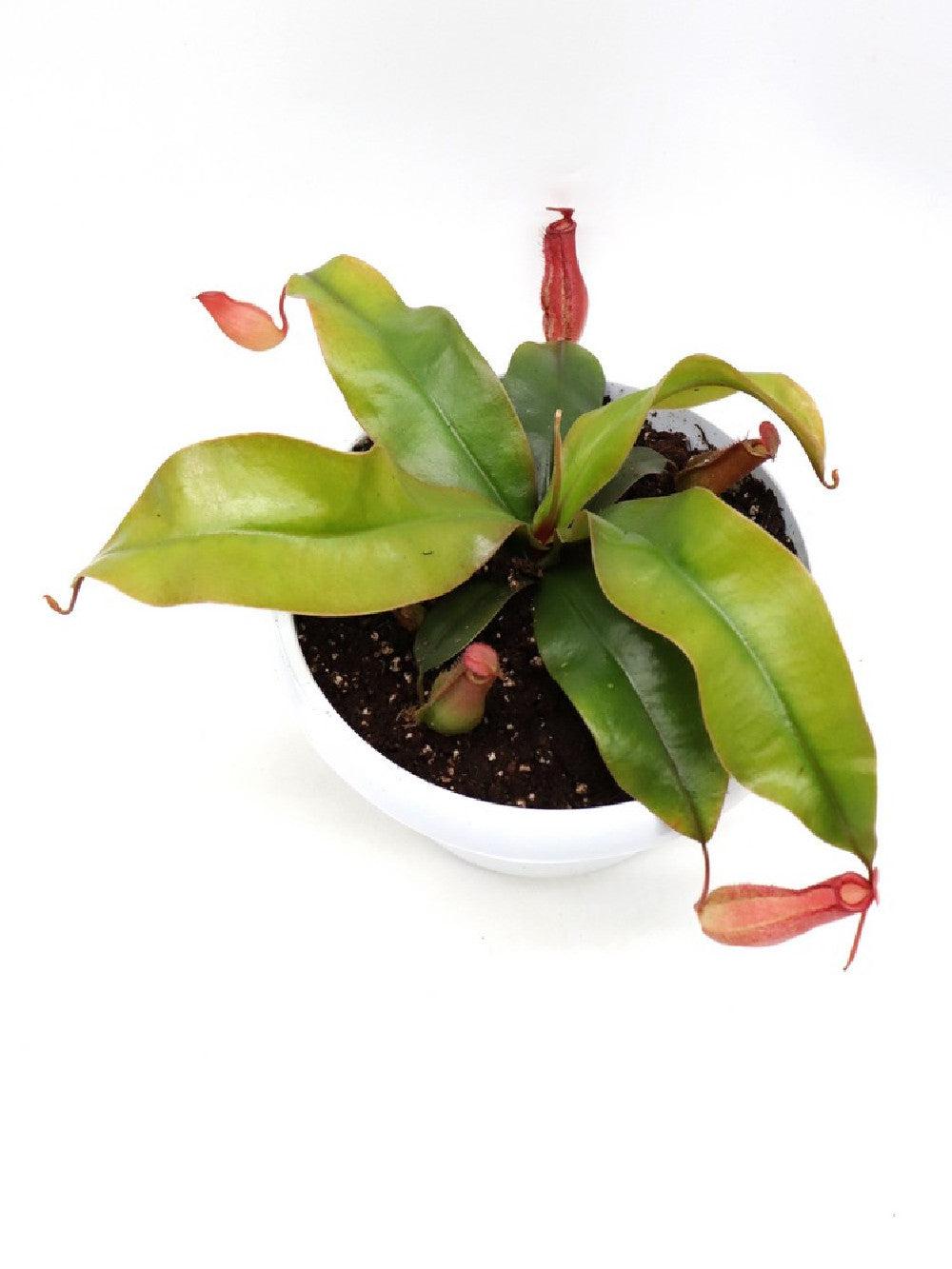 Tris carnivoro  Nepenthes "Bloody mary"