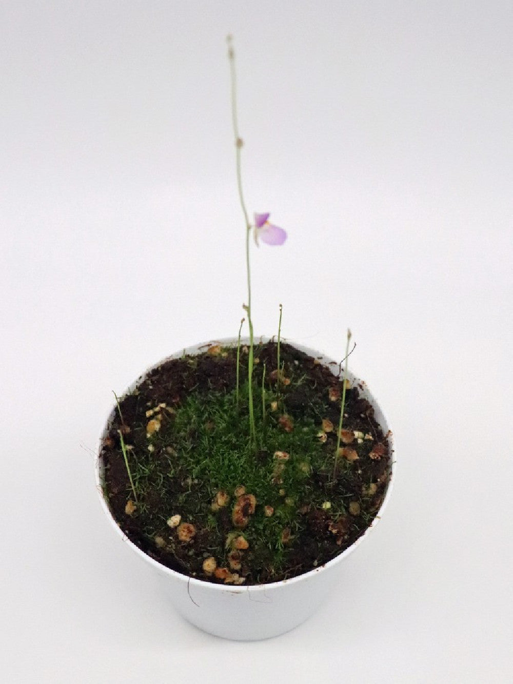 Utricularia blanchettii