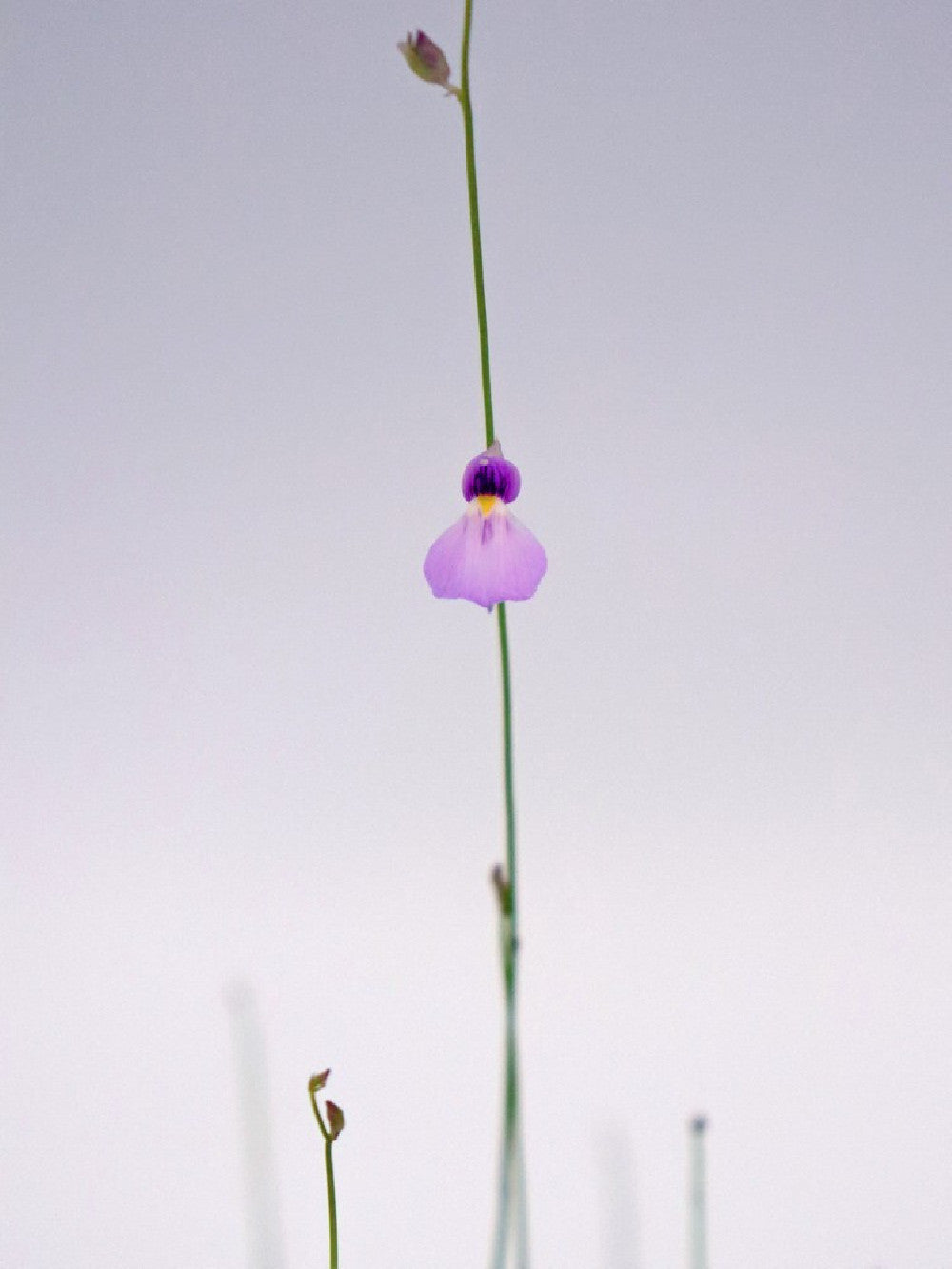 Utricularia blanchettii