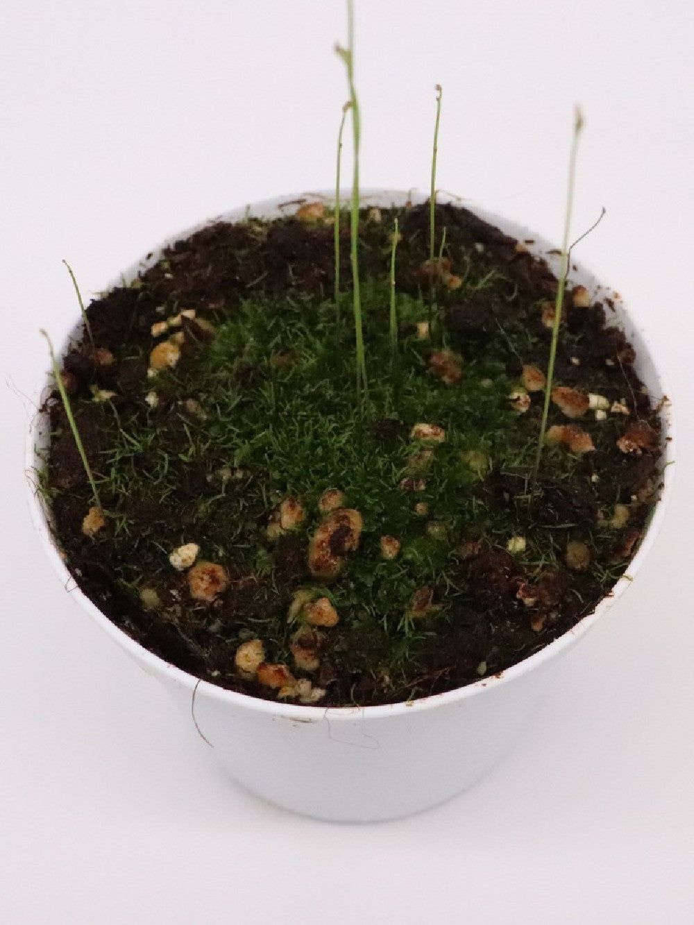 Utricularia blanchettii