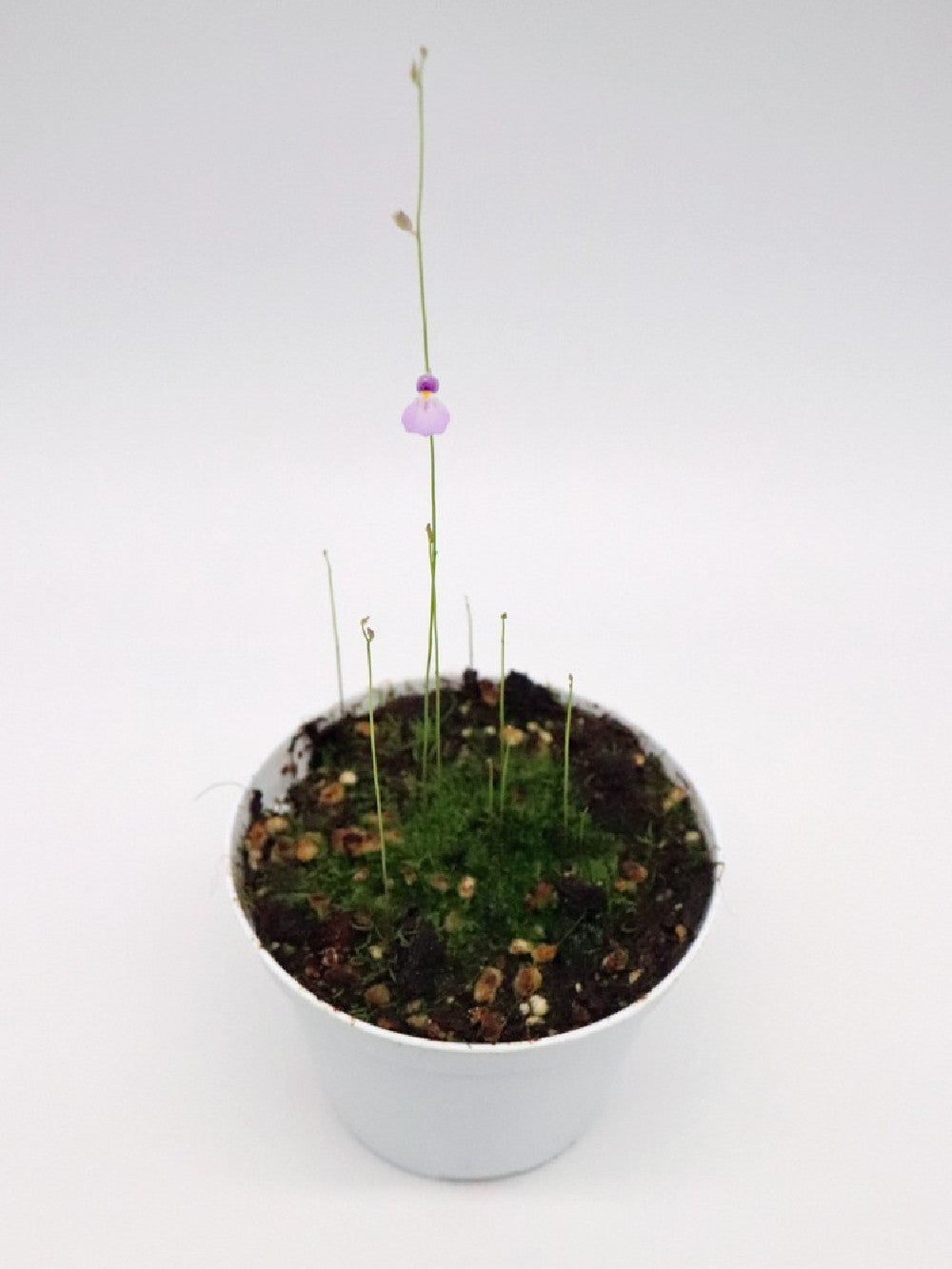 Utricularia blanchettii