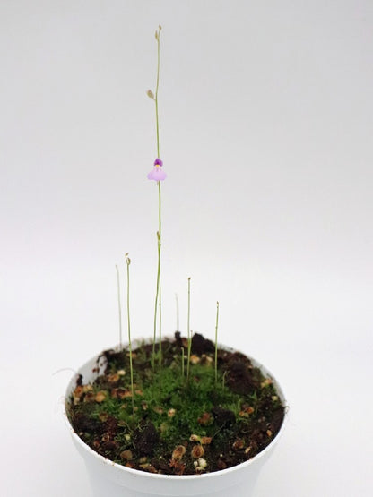 Utricularia blanchettii