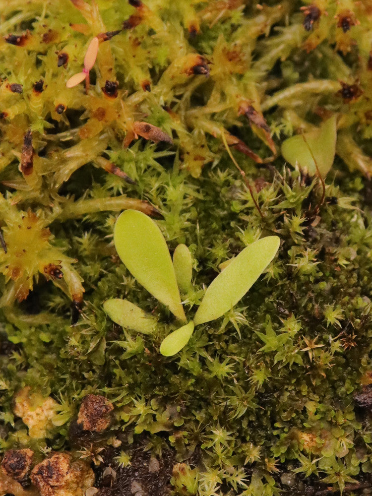 Utricularia campbelliana Wei Tepui S – Giardino Carnivoro