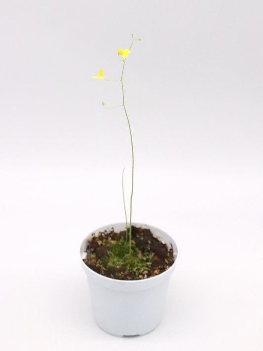 Utricularia flaccida