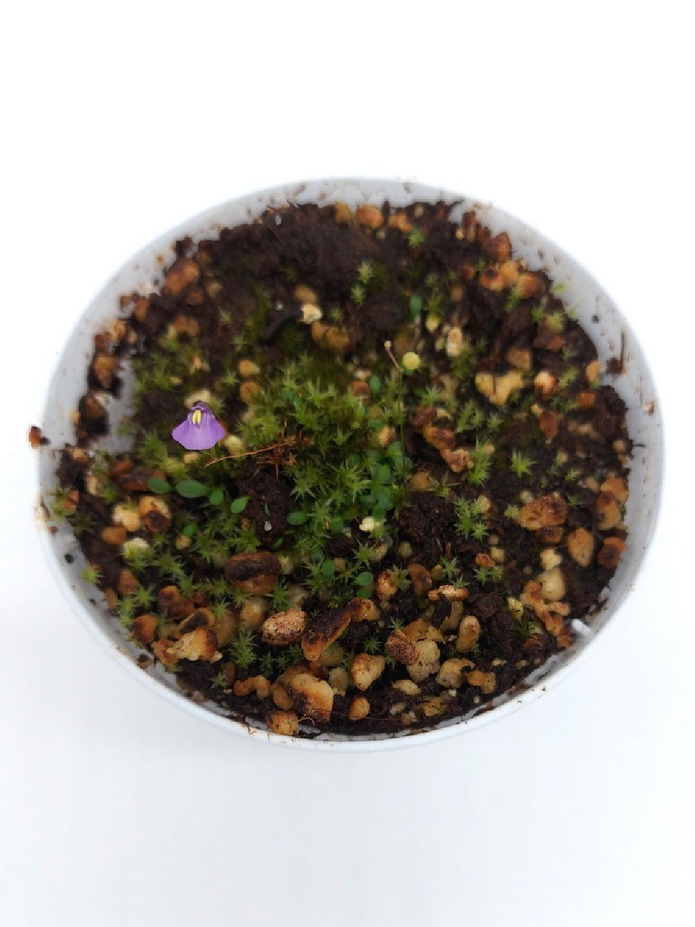 Utricularia monanthos