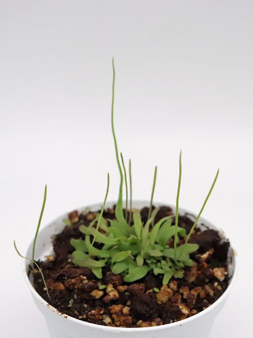 Utricularia praelonga