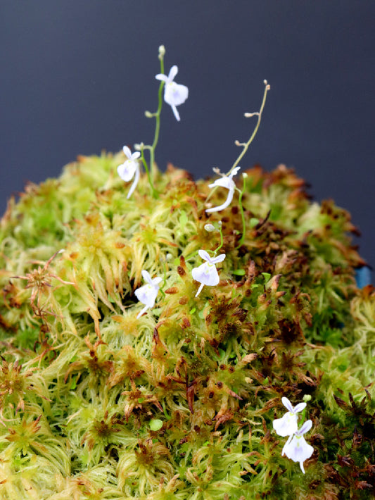 Utricularia sandersonii