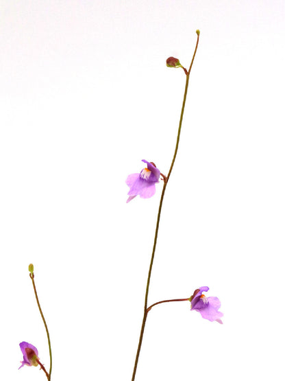 Utricularia tridentata