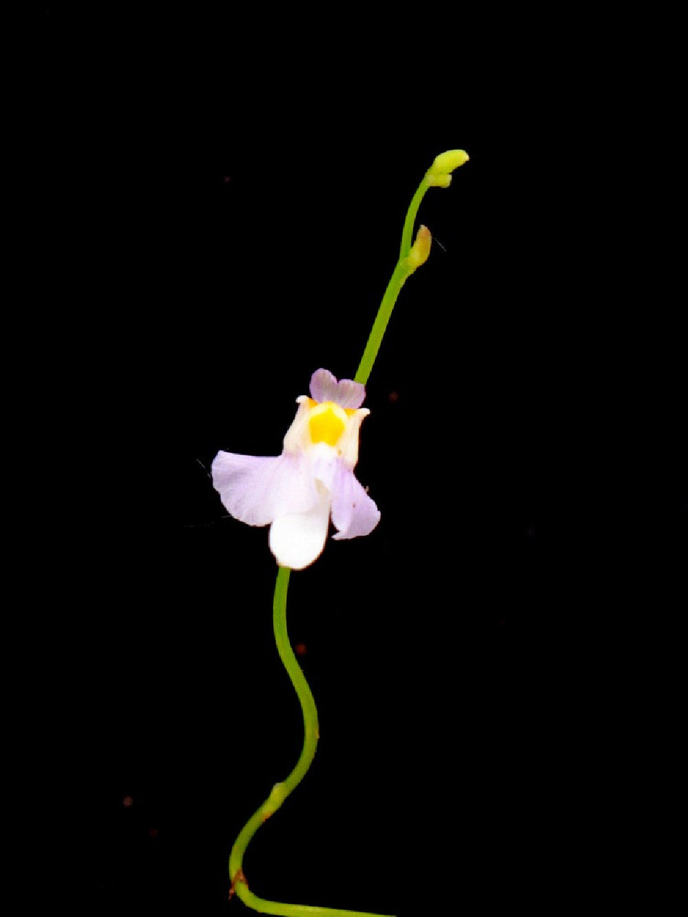 Utricularia warburgii