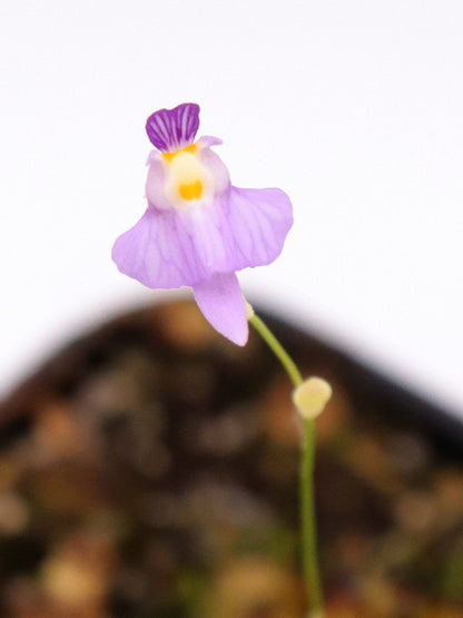 Utricularia warburgii